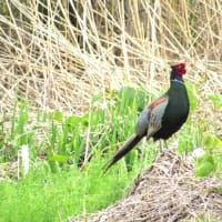 犀川で春の野鳥観察会。(5/10＊土）