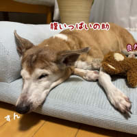 ヤロ君、復活の狼煙を上げられました！！