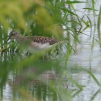 半袖では肌寒いシギ・チドリ類カウント