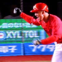 ネギ坊主に蜜蜂