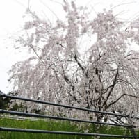 今治市菊間町で枝垂桜が見頃になっていました