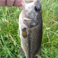 霞ヶ浦水系バス釣行　５．２８