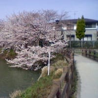 春の写真Part.３　歴史スポーツ公園（桜編）