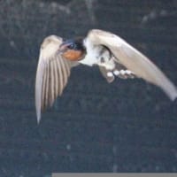 とても素速く飛ぶ、ツバメの姿、ドキドキ眺め　(　岐阜県美濃地方　)