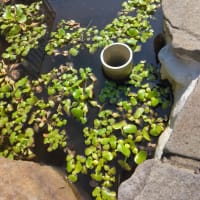 メダカの池