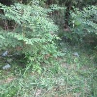 タラの芽を採った後のタラノキの大事な管理