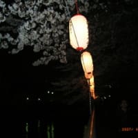 2007　桜