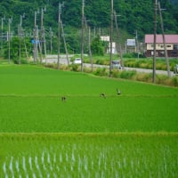 サギとカモの朝仕事