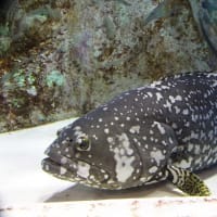 タマカイ