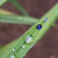 雨のあと
