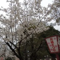 郡山城の桜も満開です