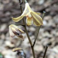 入院治療の前に少しだけ花散策！（ムヨウランと浜野浦の棚田！）