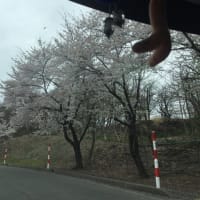 桜満開、花曇り～雨