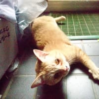 我が家の猫