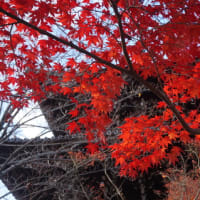 ここの紅葉も見逃せない！東山「真如堂」と八瀬の「もみじの小径」…長い期間楽しめた今年の紅葉