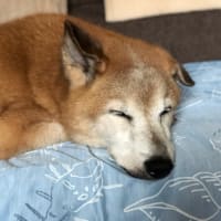 電池切れな月命日