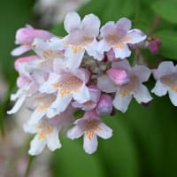 初夏の花～各種のウツギ