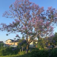 ジャカランダの花