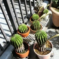 2025年5回目の「サボテンの開花」は「親・孫２・孫3サボテン」です