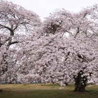 曇天の桜メジロ