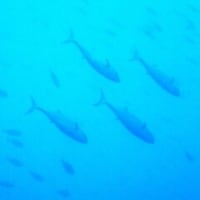 いよいよ乾季か！水温が冷たい(>_<)