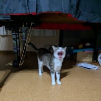 クリンへの想いは尽きなくて・・・291