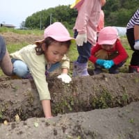 畑に行こう！　～4歳児　ネギ植え体験～