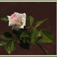 花文のバラとアジサイ（2024.05 Ｎｏ.15）