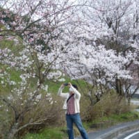 ゴールデンユートピアの桜