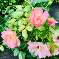 ピンクのミニ薔薇