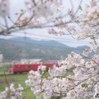 桜と名鉄電車