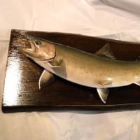 ヤマト岩魚
