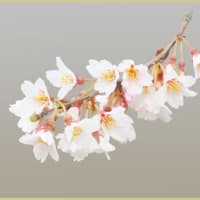 万博公園にソメイヨシノが咲きだす