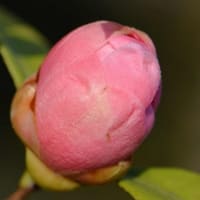 鉢植えの椿（１０）「サルト」