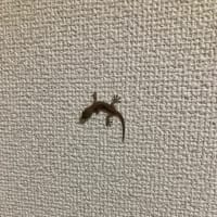 守神