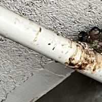 ツバメの雛たち