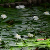別所沼公園