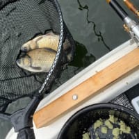 間瀬湖 へら釣り 2025 5 27 実釣98枚！w(写真あり) 直下型の引き込み堪能させてもらいましたが… フラシ使用に依る尻尾の丸いへらが殆どで残念です。