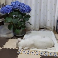 退院したものの··