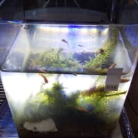 楊貴妃メダカが孵化して21日目に Gooブログはじめました 楊貴妃メダカが孵化して21日目に Gooブログはじめました