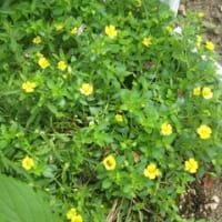 午後会議出席　寄せ植え＆ポット苗を鉢植えに