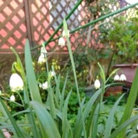 我が家の4月の白い花