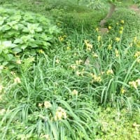 2025　初夏　ふれあいの森、泉の森
