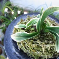 富貴蘭 「富貴殿」 (Vanda falcata 'Fuukiden') - ベランダ蘭 富貴蘭 「富貴殿」 (Vanda falcata 'Fuukiden') - ベランダ蘭