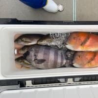 ８日・釣果