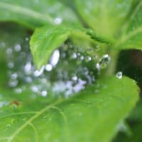 6/10　めぐり～雨上がりの朝💧