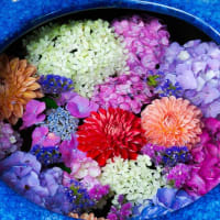 紫陽花とガーベラ花手水の中川八幡神社　2025/6/13
