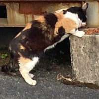 夕ウォーキングの風景。令和7年7月20日。最後のネコは逃げてしまった。