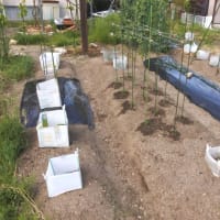 2025年　家庭菜園　トウモロコシの苗の植付。