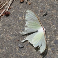 最近撮った蝶と蛾